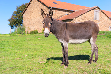 Donkey at the farm