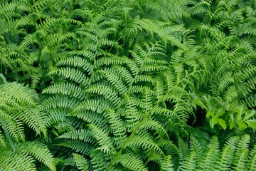 fern in forest