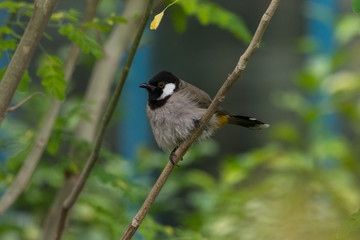 White-eared bulbul