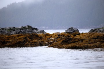 sea lions sleeping