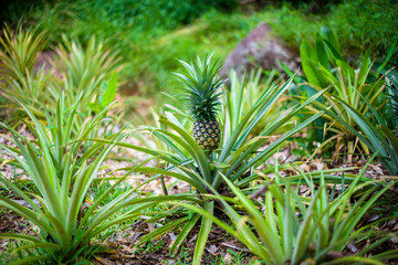 Naklejka na ściany i meble Ananas plant - Bromeliacae Pineapple tropical food in nature,