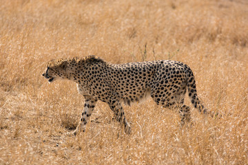 Lonely cheetah hunting South Africa