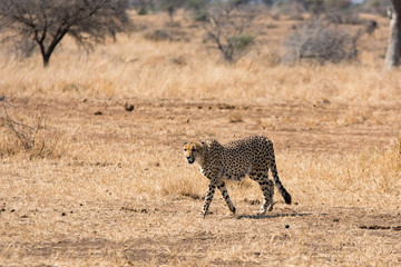 Lonely cheetah hunting South Africa