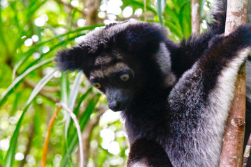 Beautiful image of the Indri lemur (Indri Indri) sitting on tree in Madagascar