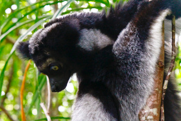 Beautiful image of the Indri lemur (Indri Indri) sitting on tree in Madagascar