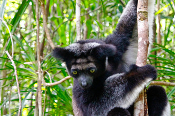 Beautiful image of the Indri lemur (Indri Indri) sitting on tree in Madagascar