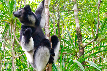 Beautiful image of the Indri lemur (Indri Indri) sitting on tree in Madagascar