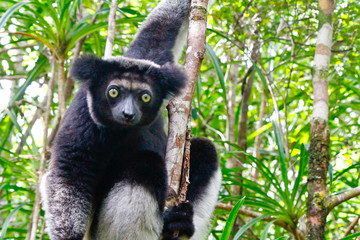 Beautiful image of the Indri lemur (Indri Indri) sitting on tree in Madagascar