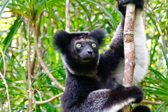 Beautiful image of the Indri lemur (Indri Indri) sitting on tree in Madagascar