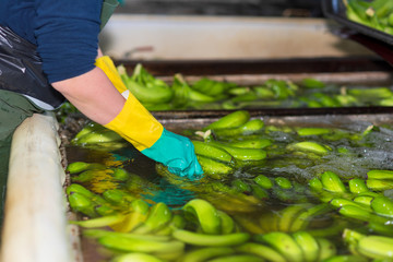 Operator washing bunches of banana at packaging plant .