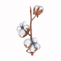 Watercolor cotton flowers branch. Hand painted natural element isolated on white background. Botanical illustration