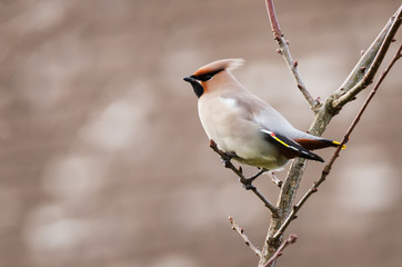 Bohemian Waxwing - Bombycilla garrulus