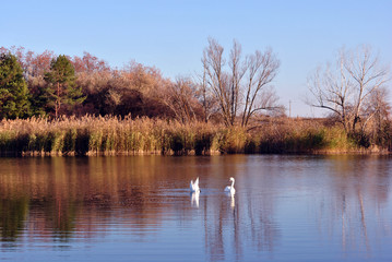Fototapeta premium Pine forest and willows on the shore of the lake with two white swans, on a background of blue sky, sunny day, Ukraine