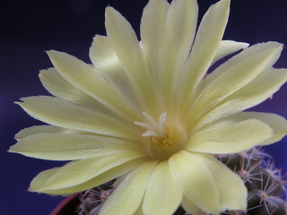 Fototapeta premium Yellow mini cactus flower, blossoming, macro photography
