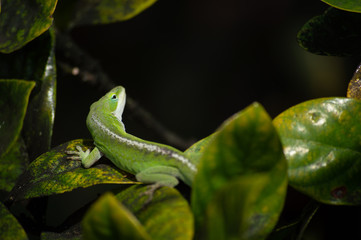 Green Anole