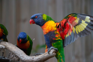 rainbow lorikeet fighting open wing 