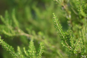 dew on grass