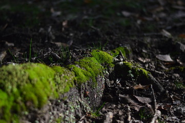green moss on a tree