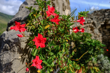 Vibrant red flowers blossoming on the stones - ruins of an ancient wall in medieval small town Sermoneta