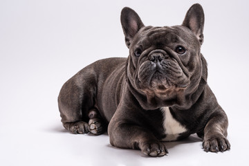 Close up of adorable french bulldog gray color. Studio shot isolated against white background. Copy space available for commercial and advertisement