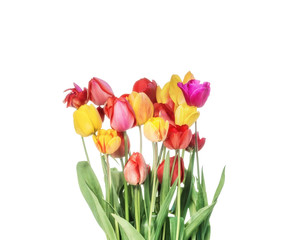 Fototapeta premium Bouquet of tulips isolated on white background