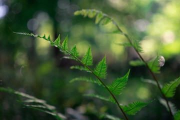 ferns in the forest
