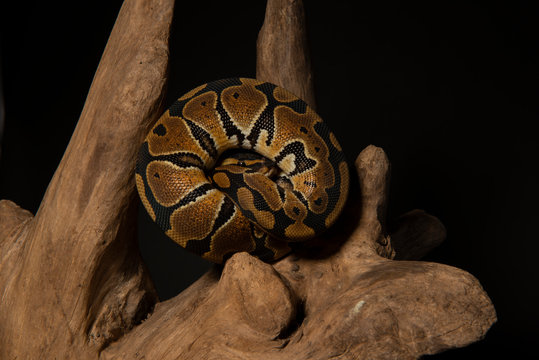 snake ball python