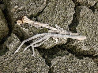 dead heron in dried out Lake