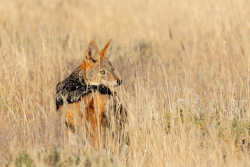 Obraz na płótnie Canvas black-backed jackal (Canis mesomelas) in natural habitat Etosha park, Namibia, Africa safari Wildlife
