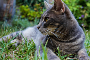 Gray cat lies in the garden on the green grass close up