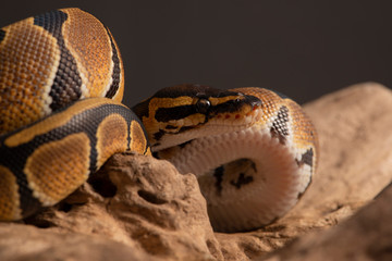 snake ball python