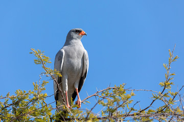 Middle sized bird of prey, Pale chanting goshawk perched on prickly acacia branch in Etosha in natural habitat, Namibia, Africa wildlife