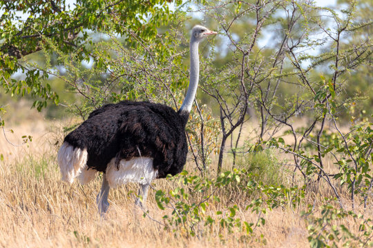 big bird, Ostrich male (Struthio camelus) in natural habitat Etosha, Namibia wildlife safari.