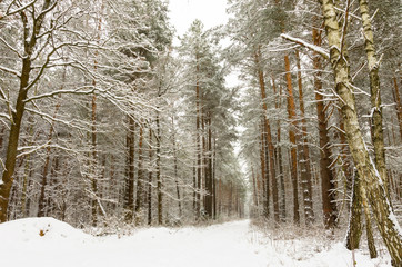 A path through the woods in a snow-covered forest in winter 6.