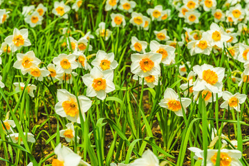 Field of white spring daffodils in the garden close up