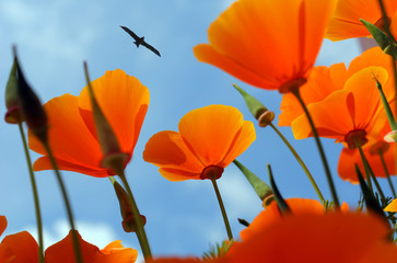 orange flowers on background of blue sky, bird flying