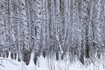 Fototapeta premium Trunks of birch trees in winter snowy forest close up