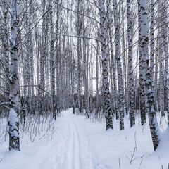 Trunks of birch trees in winter snowy forest close up