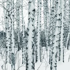 Foto op Plexiglas Boomstammen van berkenbomen in de winter besneeuwde bos close-up © Stanislav Ostranitsa