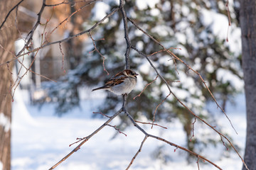 Sparrow sitting on a branch in the winter forest, close-up