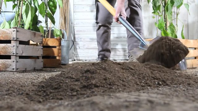 woman work in vegetable garden digging spring soil with shovel, near wooden boxes full of sweet pepper plants