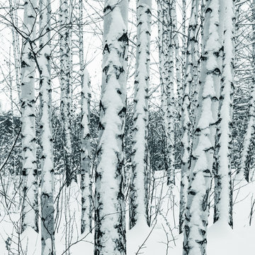 Trunks of birch trees in winter snowy forest close up
