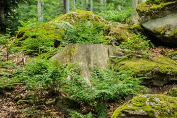 Forest landscape with tree stump, grey stones covered with green moss, fern plants, spruce trees, tranquil atmosphere, summer day