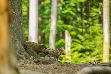 Two cute brown and yellow striped piglets of wild boar standing behind a tree, blurry green leaves in background, bright sunny summer day in a forest