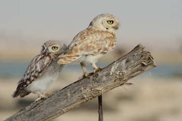 Pair of two little Owls perching over dry branch at the Arabian desert.