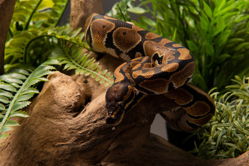 ball python snake