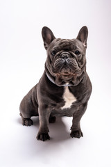 Portrait of a sitting looking alert french bulldog canine. Studio shot isolated against white background. Copy space available for commercial and advertisement