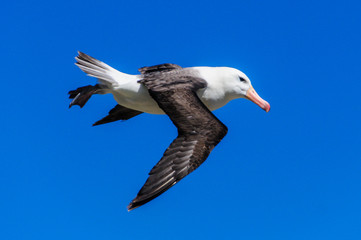 Obraz premium Close-up of a Black-Browed Albatross in Flight. West-Point Island, the Falklands.