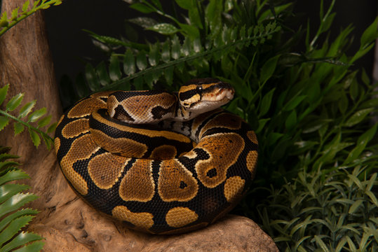 ball python snake