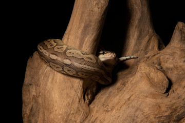 ball python snake